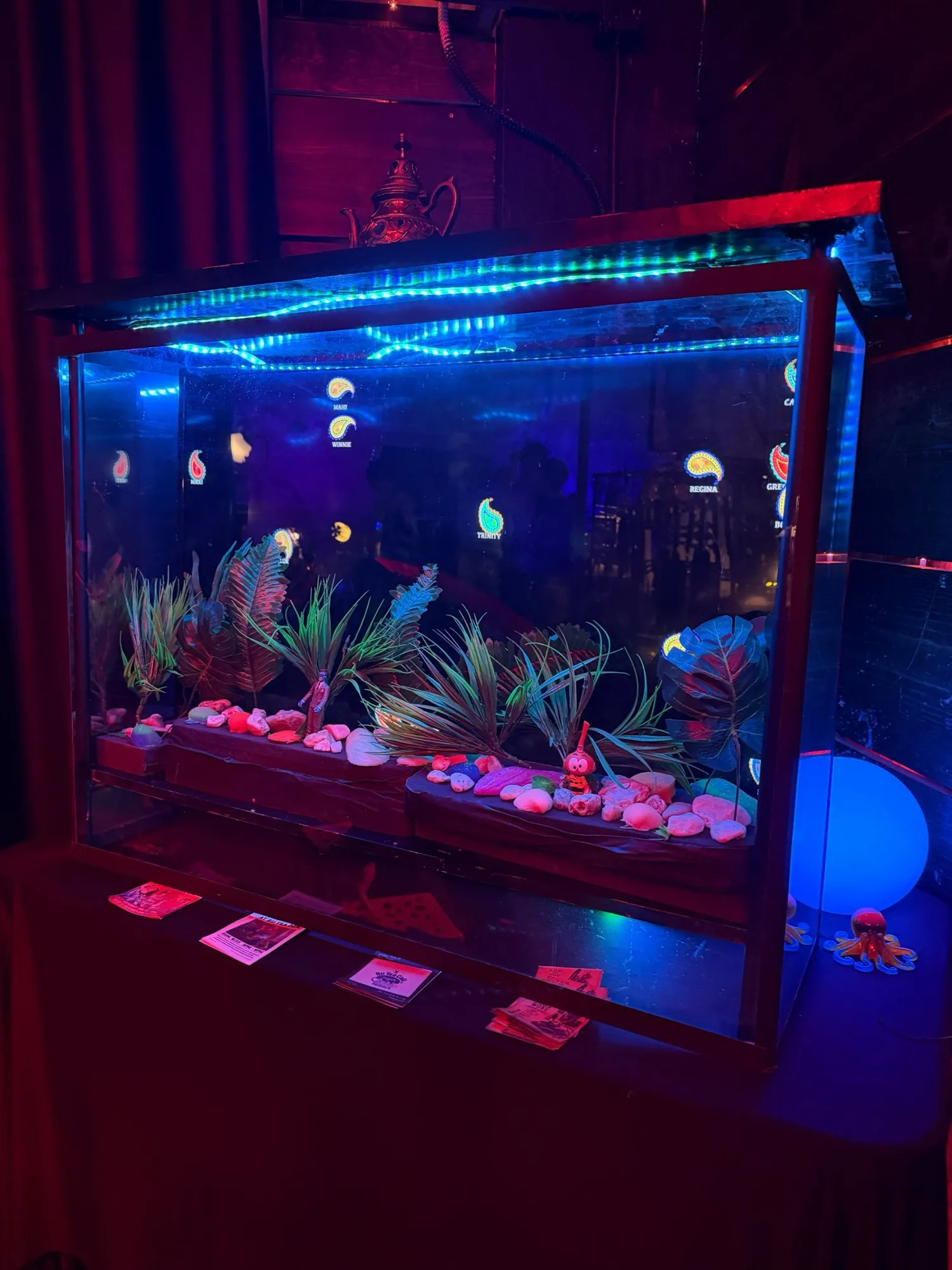 Guest Paisleys swimming in a fish tank made from a TV, plexi, lights, plants and stones